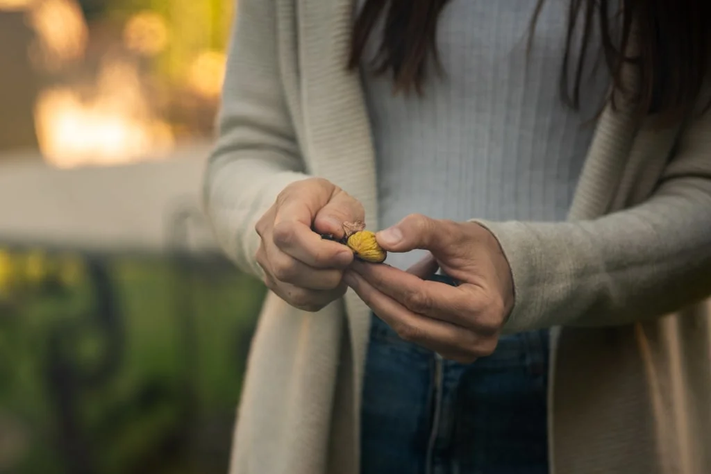 Person cracking a chestnut with hands outdoors