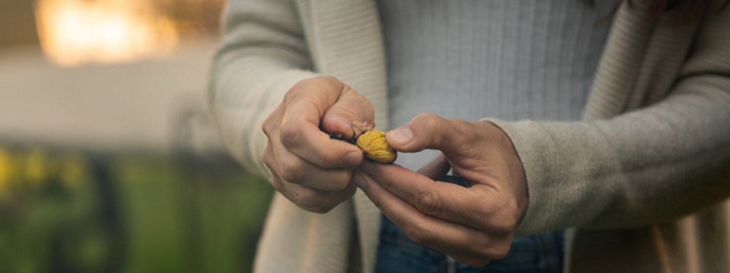 Person knackt eine Esskastanie mit den Händen im Freien