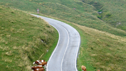 Kühe grasen neben kurviger Landstraße in hügeliger Landschaft