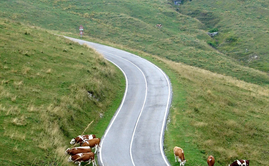 Manghenride Kühe grasen neben kurviger Landstraße in hügeliger Landschaft