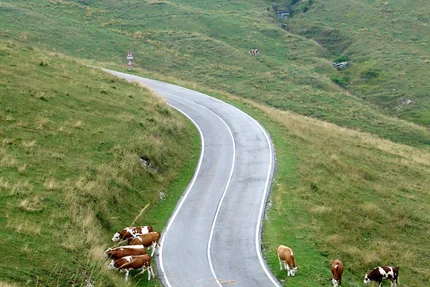 Cows grazing beside a winding country road in hilly terrain