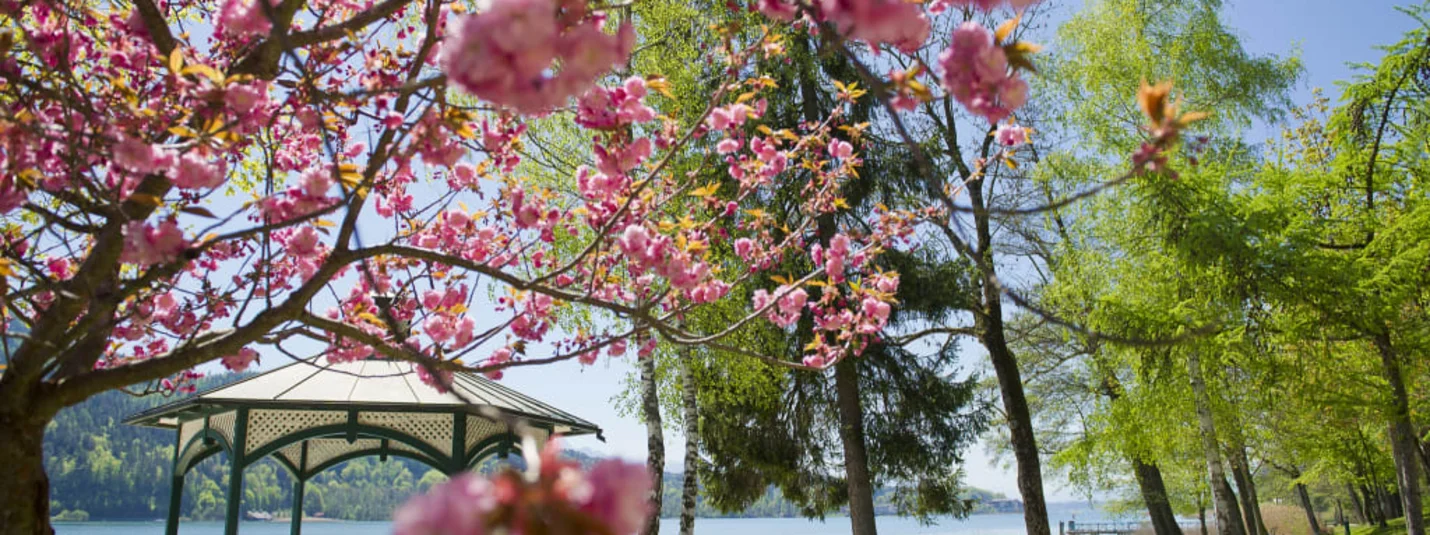 Girlfriend days Cherry blossoms blooming by a lakeside pavilion in spring