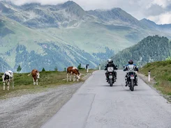 Motorradfahrer fahren auf Bergstraße neben grasenden Kühen unter bewölktem Himmel