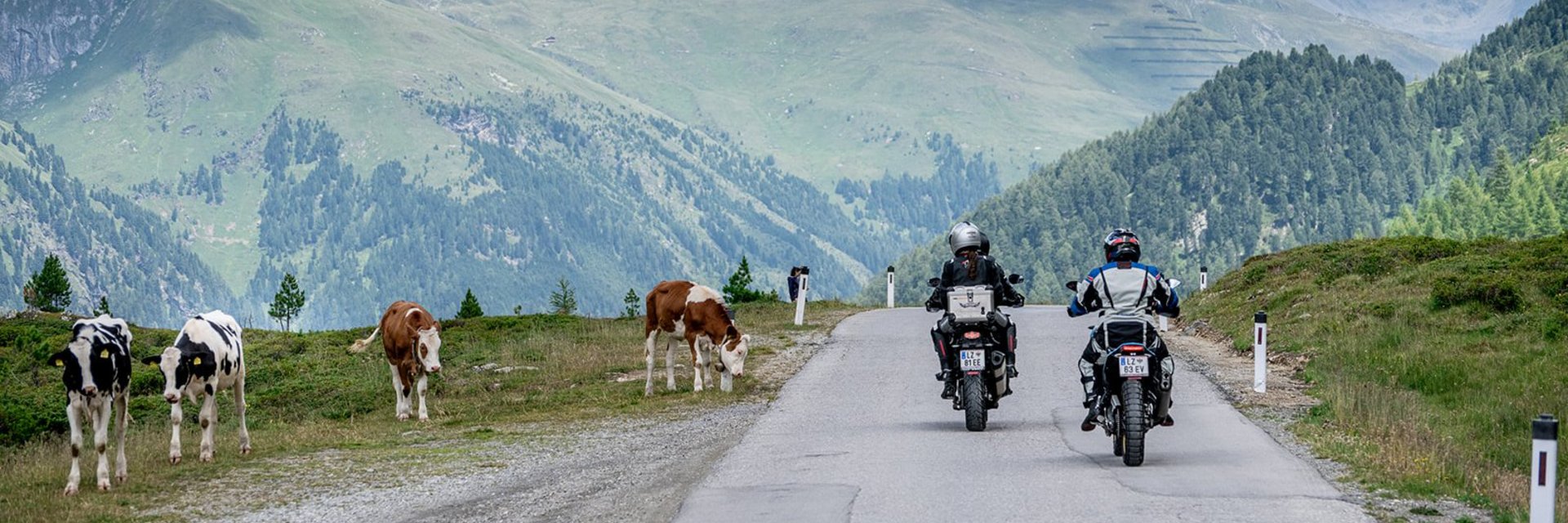 Motorrijders rijden op bergweg naast grazende koeien onder bewolkte lucht