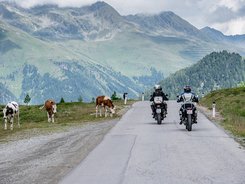 Osttirol – Großglockner – Lienzer Dolomiten © Armin Kleinlercher Motorradfahrer fahren auf Bergstraße neben grasenden Kühen unter bewölktem Himmel