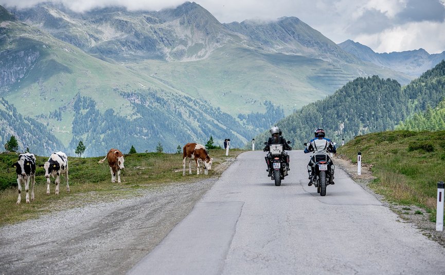 Motorvakantie in Oost-Tirol - Grossglockner - Lienz Dolomieten © Armin Kleinlercher Motorrijders rijden op bergweg naast grazende koeien onder bewolkte lucht