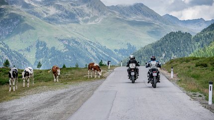 Osttirol – Großglockner – Lienzer Dolomiten © Armin Kleinlercher Motorradfahrer fahren auf Bergstraße neben grasenden Kühen unter bewölktem Himmel