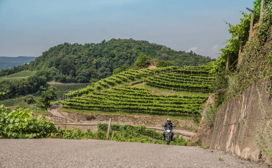 Motorradurlaub im Val di Fiemme © A. Monticelli Motorradfahrer auf Bergstraße mit Weinbergen und grünem Wald im Hintergrund