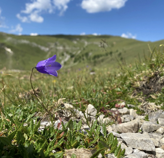 Lila Glockenblume auf einer Bergwiese mit Felsen und blauem Himmel