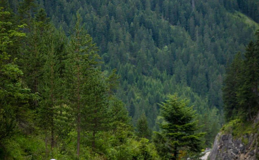 Motorcyclists riding on winding mountain road through green forest