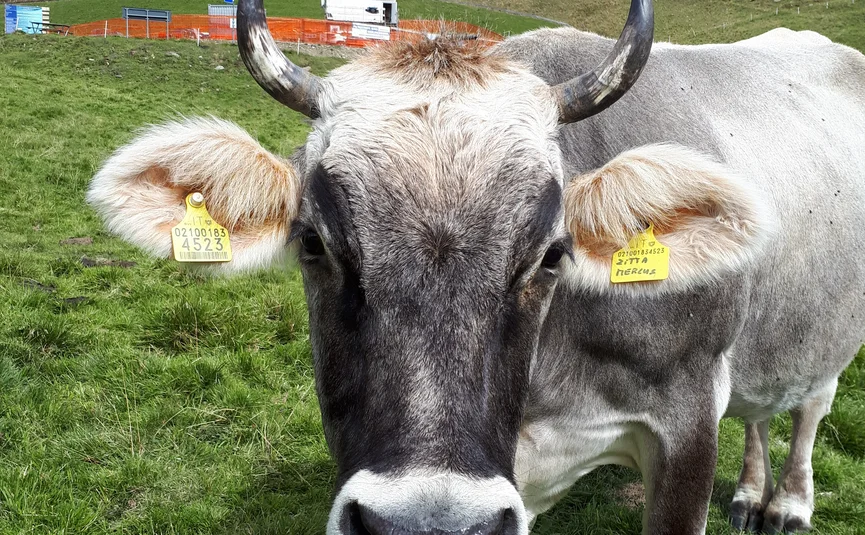 Close-up of a horned cow on a green alpine pasture