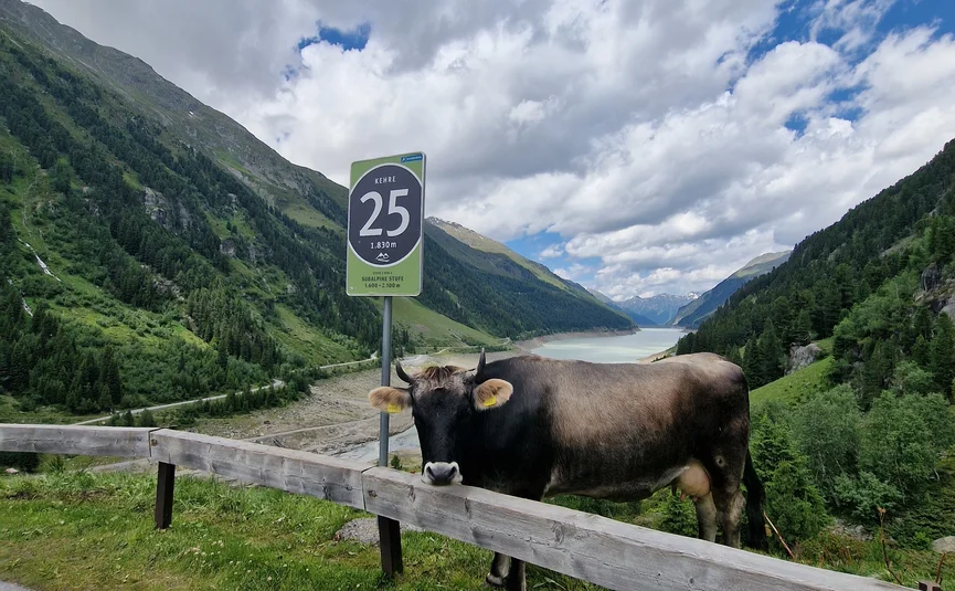 Cow beside a road with mountainous landscape and lake