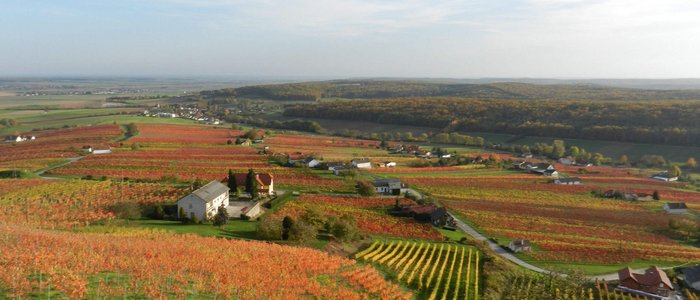 Brau-Gasthof Schmidt - Rabenbräu © Leberzipf Didi Bunter Weinberg im Herbst mit Häusern und Wald im Hintergrund
