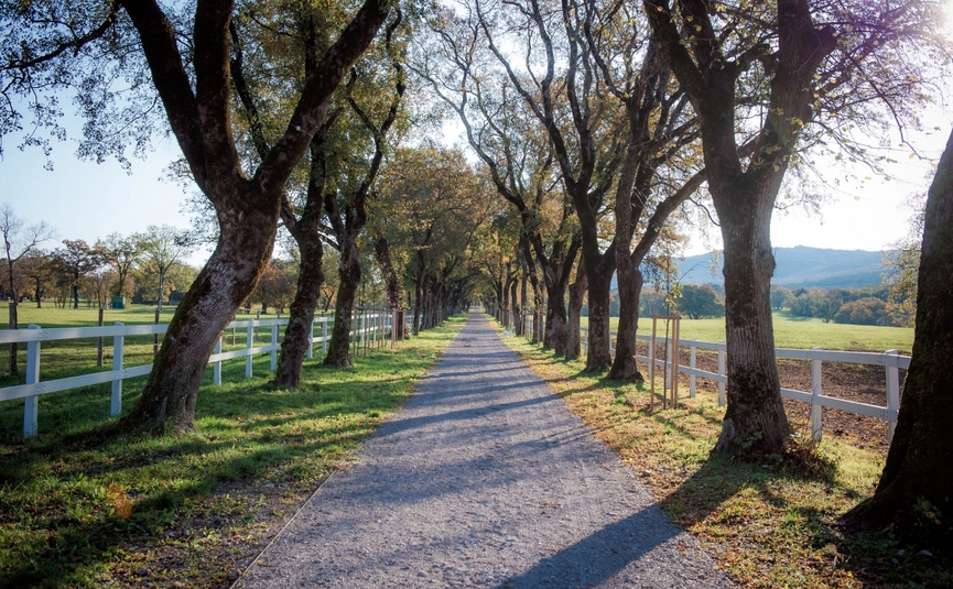 Boomrijke laan met schaduwen op zonnig pad tussen weilanden en wit hek