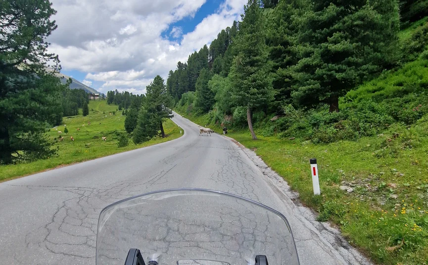 Motorcycle ride on mountain road with cows and trees on a cloudy day