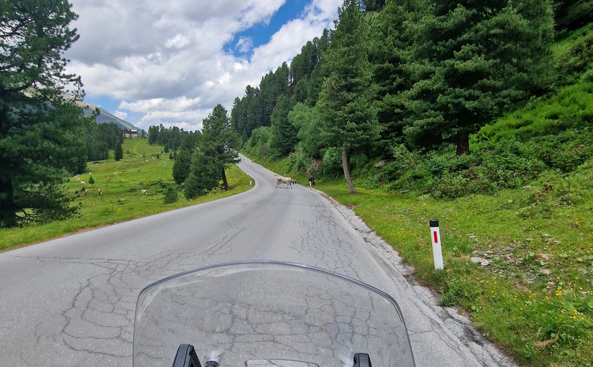 MoHo Schönauer Hof tour 13 Smugglers' tour Samnaun Motorcycle ride on mountain road with cows and trees on a cloudy day