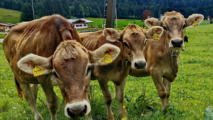 Drei braune Kühe mit Ohrmarken auf einer grünen Wiese vor Wald