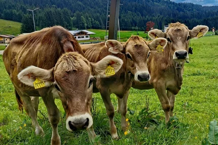 Three brown cows with ear tags standing on green grass near forest