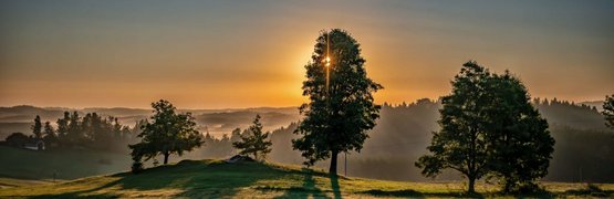 Sonnenaufgang hinter Bäumen auf einer grünen Wiese mit langen Schatten