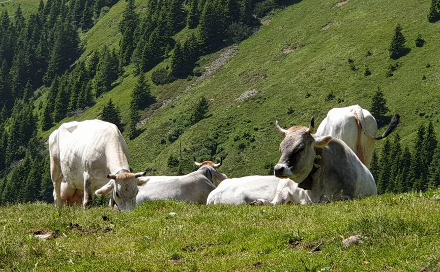 Cows grazing and resting on a mountain meadow with pine trees in the background