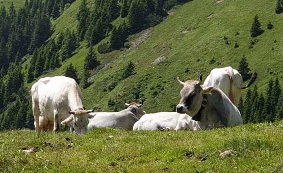 White cows grazing and resting on a green mountain meadow with pine trees
