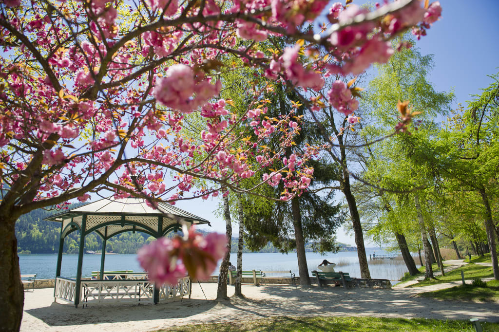 Cherry blossoms blooming by a lakeside pavilion in spring