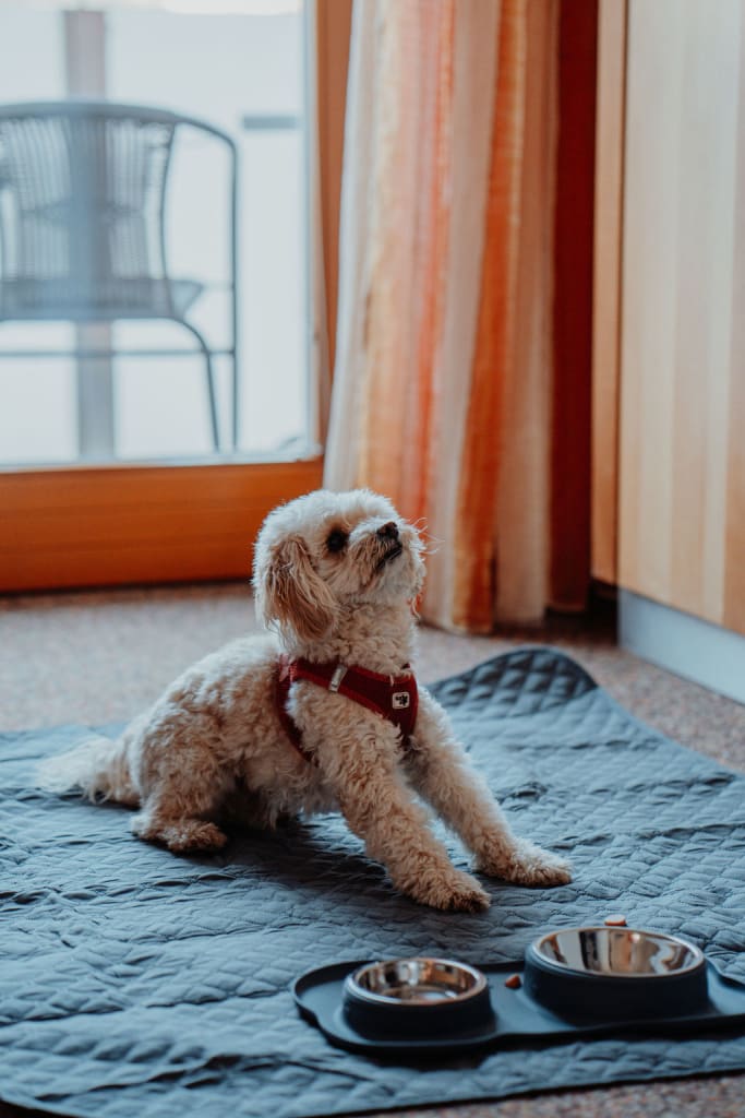 Kleiner weißer Hund mit rotem Geschirr dehnt sich auf einer Matte neben Futternäpfen